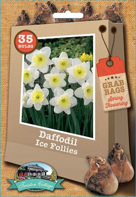 Picture of DAFFODIL - ICE FOLLIES
