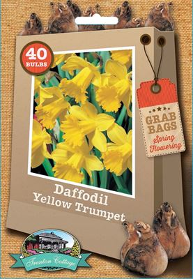 Picture of DAFFODIL - YELLOW TRUMPET