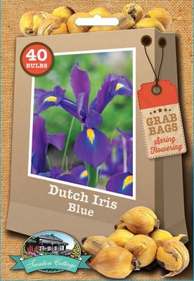 Picture of DUTCH IRIS - BLUE