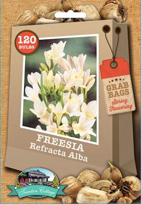 Picture of FREESIA - REFRACTA ALBA