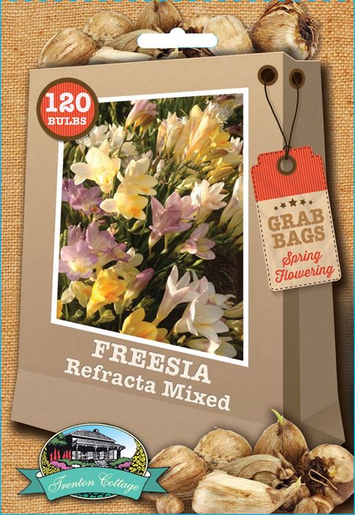 Picture of FREESIA - REFRACTA MIXED