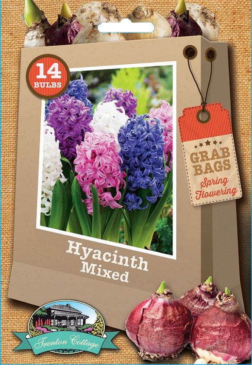 Picture of HYACINTH - MIXED
