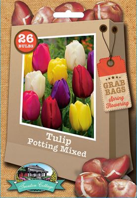 Picture of TULIP - POTTING MIX