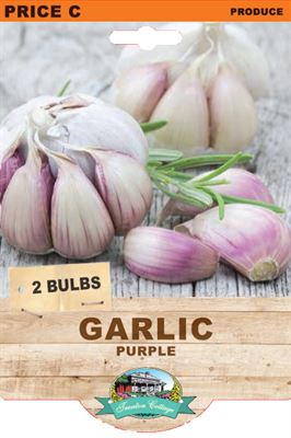 Picture of GARLIC  - PURPLE