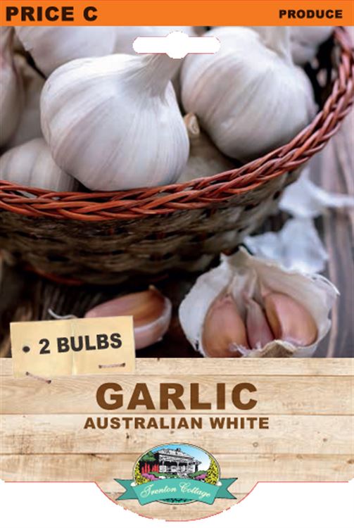 Picture of GARLIC  - AUSTRALIAN WHITE