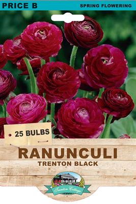 Picture of RANUNCULI - TRENTON BLACK