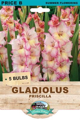 Picture of GLADIOLUS - PRISCILLA