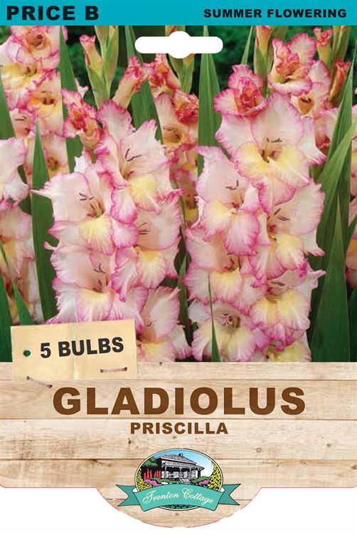 Picture of GLADIOLUS - PRISCILLA