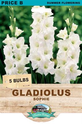 Picture of GLADIOLUS - SOPHIE