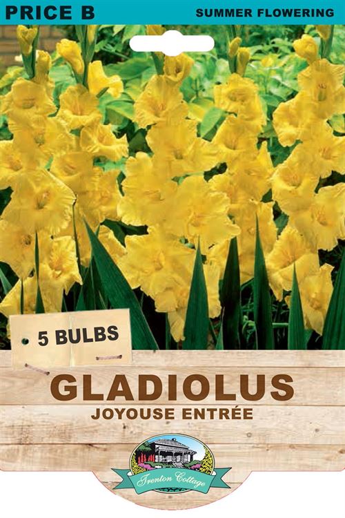 Picture of GLADIOLUS - JOYOUSE ENTRÉE