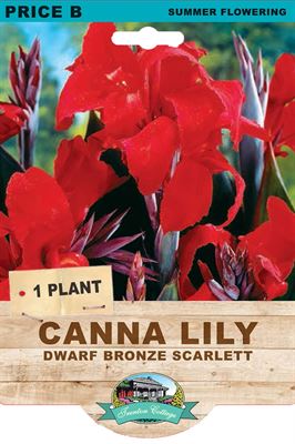 Picture of CANNA LILY - DWARF BRONZE SCARLETT