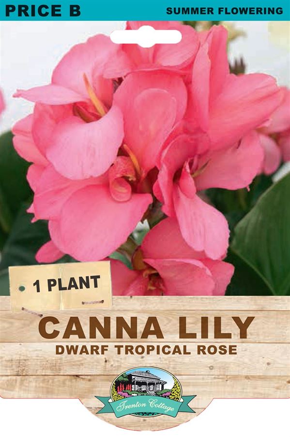 Picture of CANNA LILY - DWARF TROPICAL ROSE