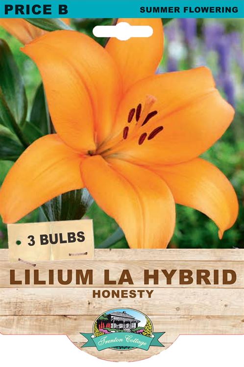 Picture of LILIUM LA HYBRID - HONESTY