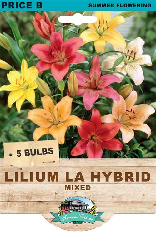 Picture of LILIUM LA HYBRID - MIXED