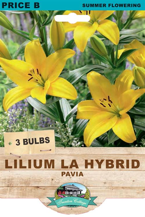 Picture of LILIUM LA HYBRID - PAVIA