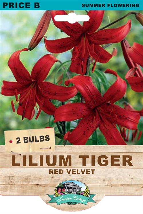 Picture of LILIUM TIGER - RED VELVET