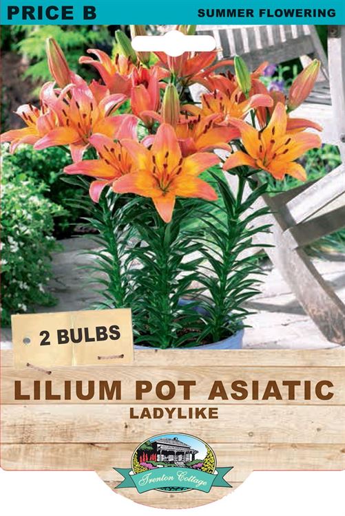 Picture of LILIUM POT ASIATIC - LADYLIKE