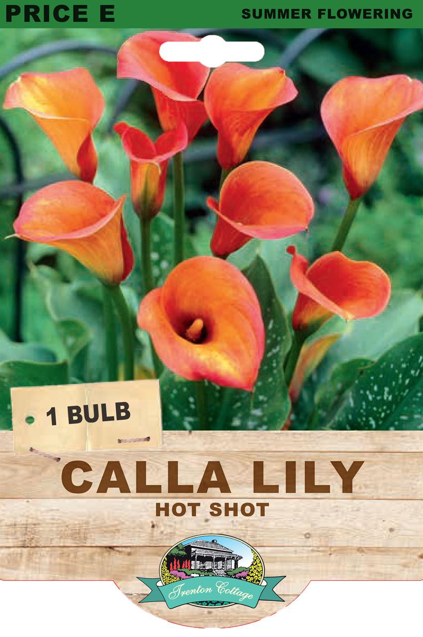 Trenton Cottage Calla Lily Hot Shot