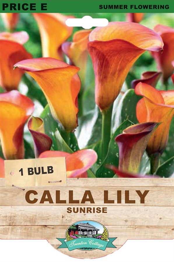 Picture of CALLA LILY - SUNRISE