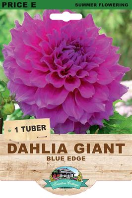 Picture of DAHLIA GIANT - BLUE EDGE