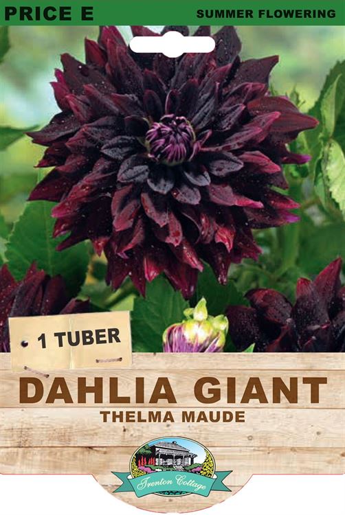 Picture of DAHLIA GIANT - THELMA MAUDE