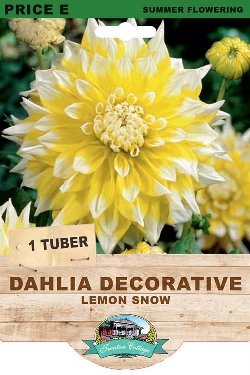 Picture of DAHLIA DECORATIVE - LEMON SNOW