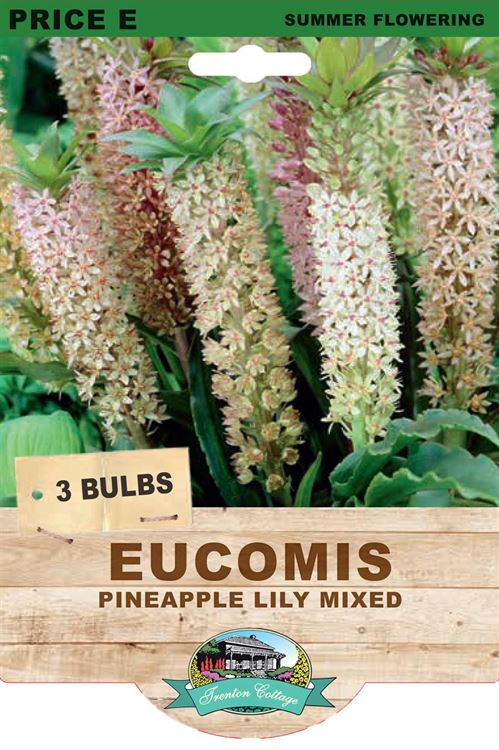 Picture of EUCOMIS - PINEAPPLE LILY MIXED