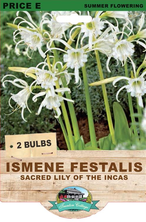 Picture of ISMENE FESTALIS - SACRED LILY OF THE INCAS
