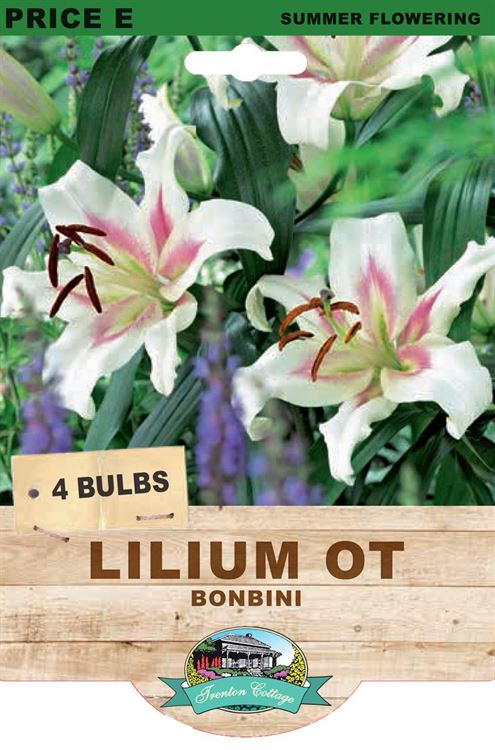 Picture of LILIUM OT - BONBINI