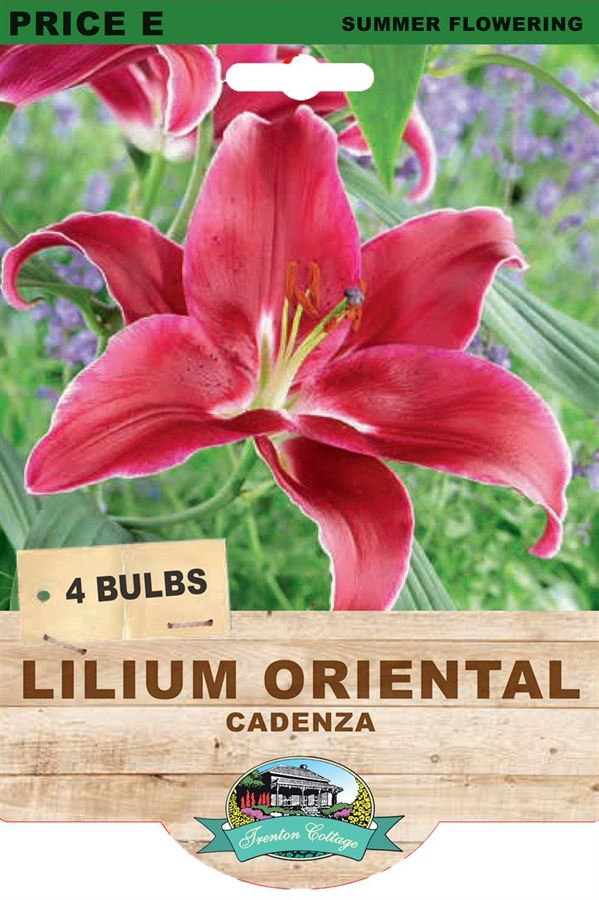 Picture of LILIUM ORIENTAL - CADENZA