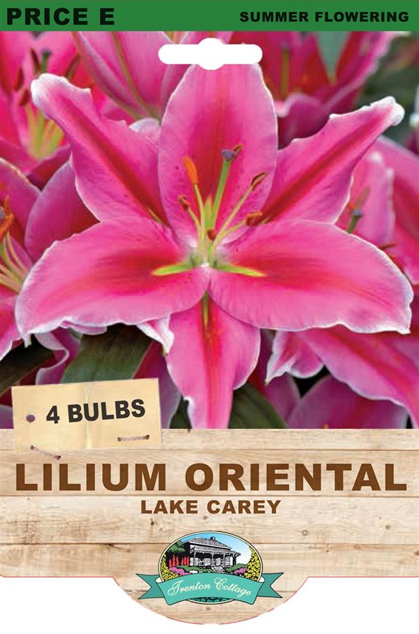 Picture of LILIUM ORIENTAL - LAKE CAREY