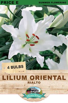 Picture of LILIUM ORIENTAL - RIALTO