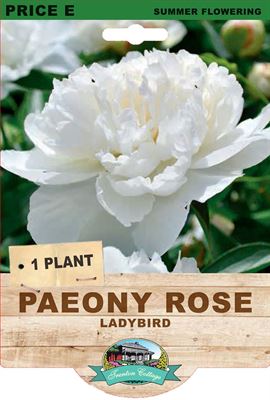 Picture of PAEONY ROSE - LADYBIRD
