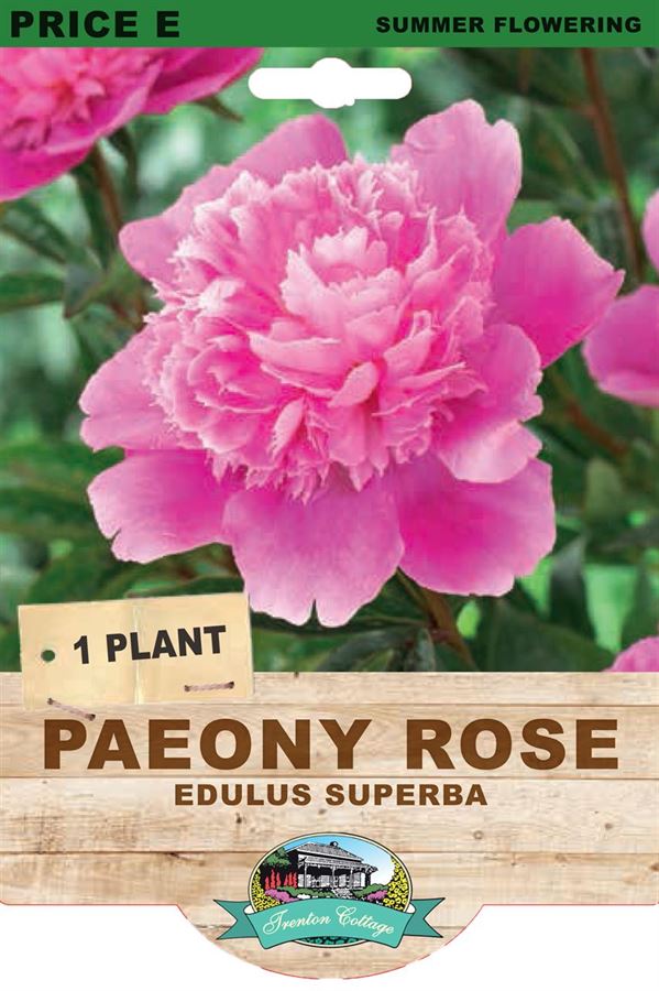 Picture of PAEONY ROSE - EDULUS SUPERBA