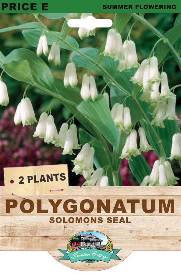 Picture of POLYGONATUM - SOLOMONS SEAL