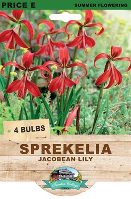 Picture of SPREKELIA - JACOBEAN LILY