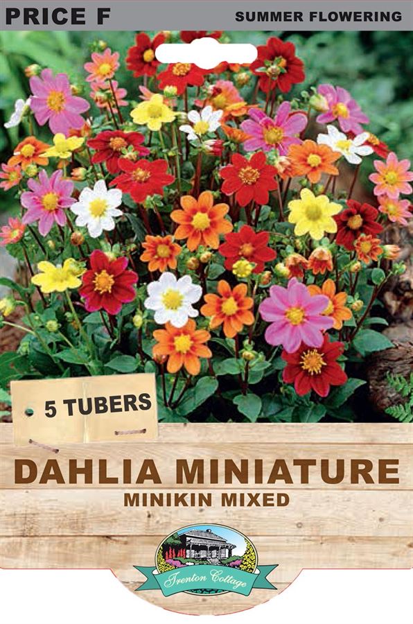 Picture of DAHLIA MINIATURE - MINIKIN MIXED