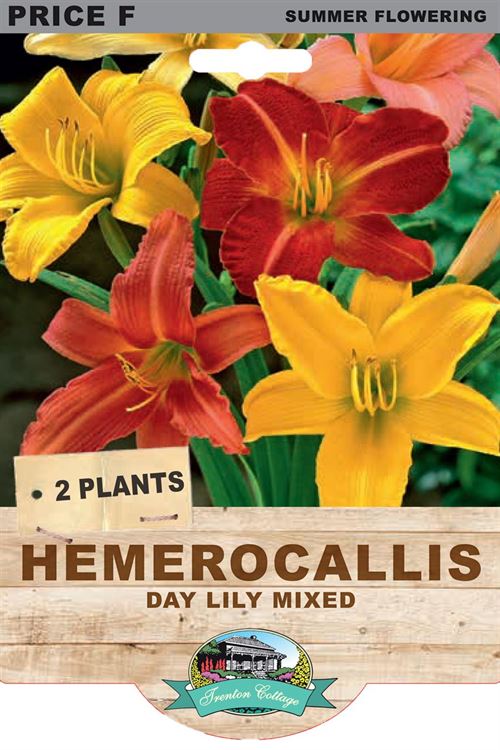 Picture of HEMEROCALLIS - DAY LILY MIXED