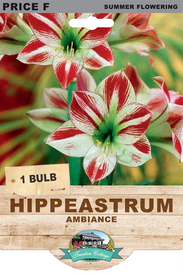 Picture of HIPPEASTRUM - AMBIANCE