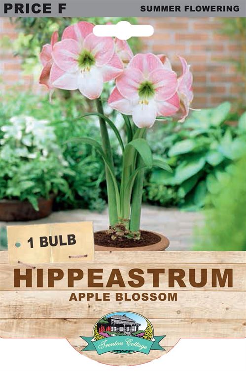 Picture of HIPPEASTRUM - APPLE BLOSSOM