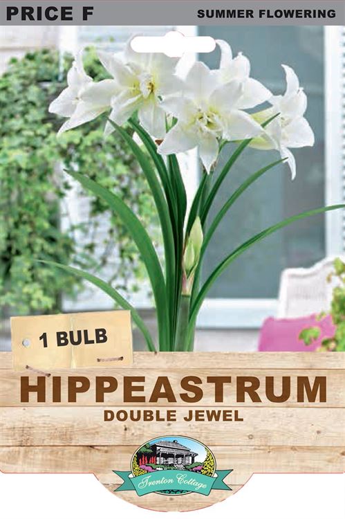 Picture of HIPPEASTRUM - DOUBLE JEWEL