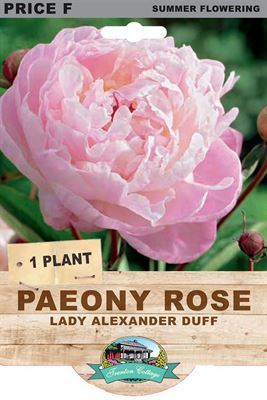 Picture of PAEONY ROSE - LADY ALEXANDER DUFF