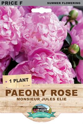 Picture of PAEONY ROSE - MONSIEUR JULES ELIE