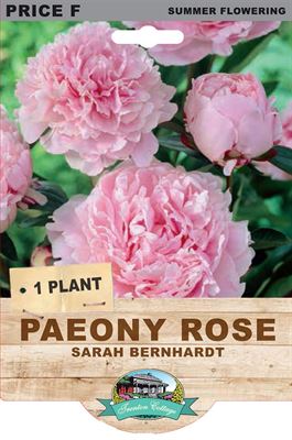 Picture of PAEONY ROSE - SARAH BERNHARDT