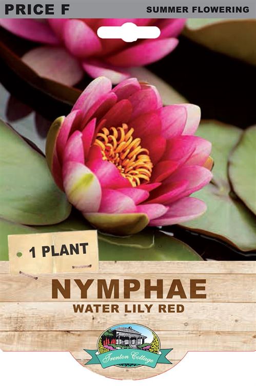 Picture of NYMPHAE - WATER LILY RED