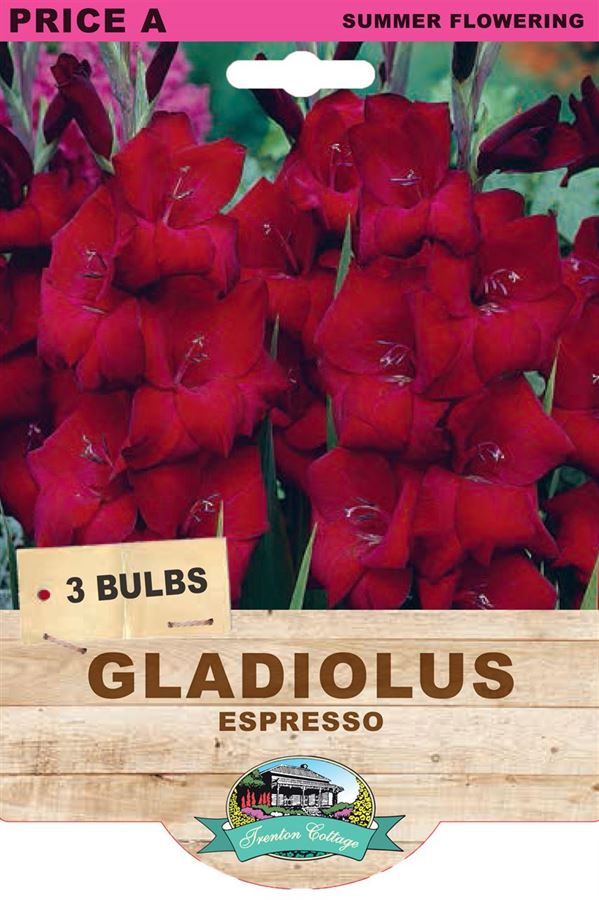 Picture of GLADIOLUS - ESPRESSO