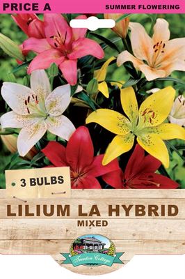 Picture of LILIUM LA HYBRID - MIXED