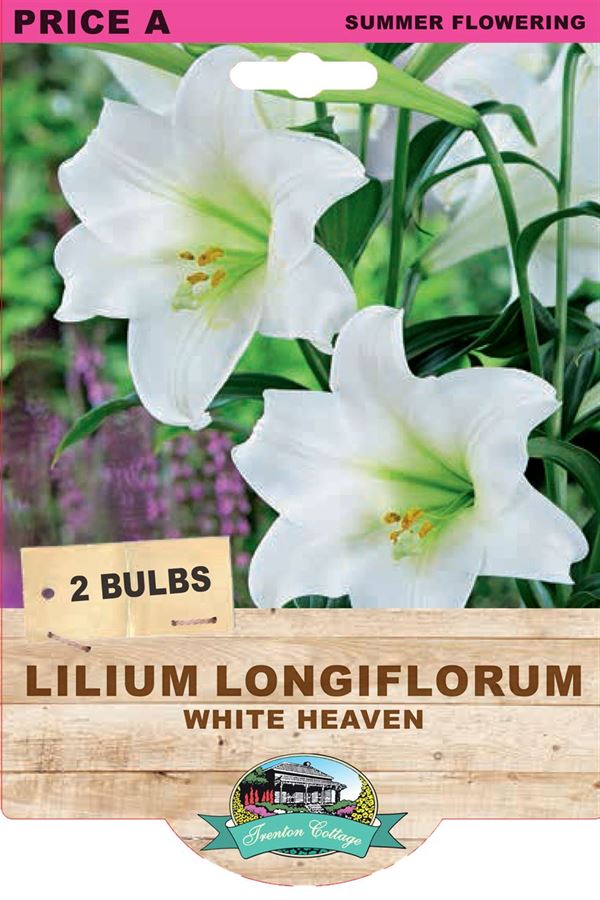 Picture of LILIUM LONGIFLORUM - WHITE HEAVEN