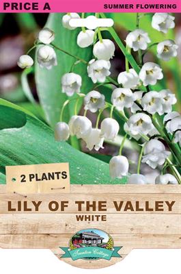 Picture of LILY OF THE VALLEY - WHITE