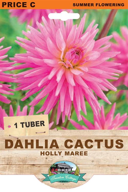 Picture of DAHLIA CACTUS - HOLLY MAREE